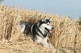 SIBERIAN HUSKY 016